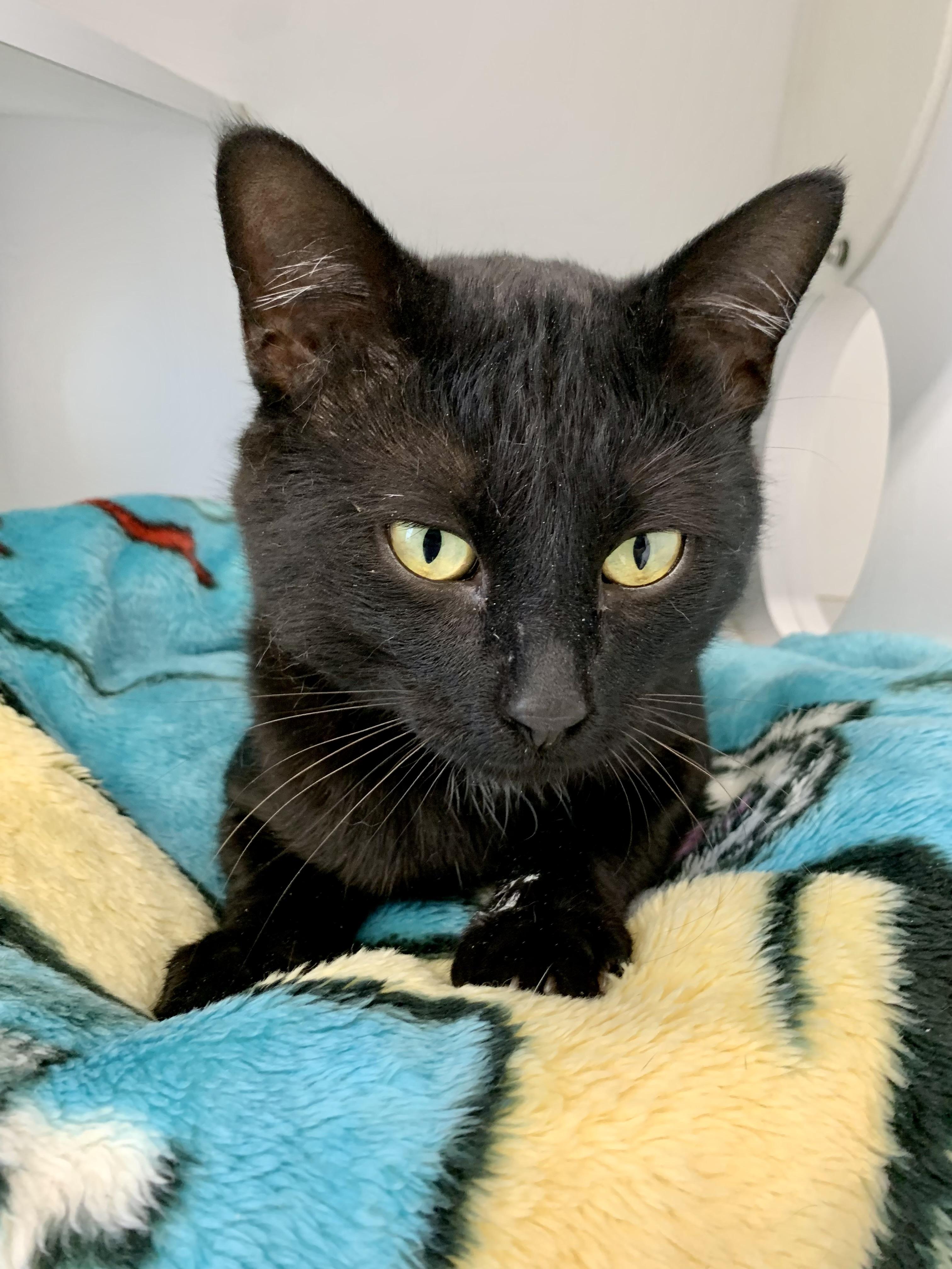 Queso, a Adoptable mixed breed in Bonnyville, AB image 1/2