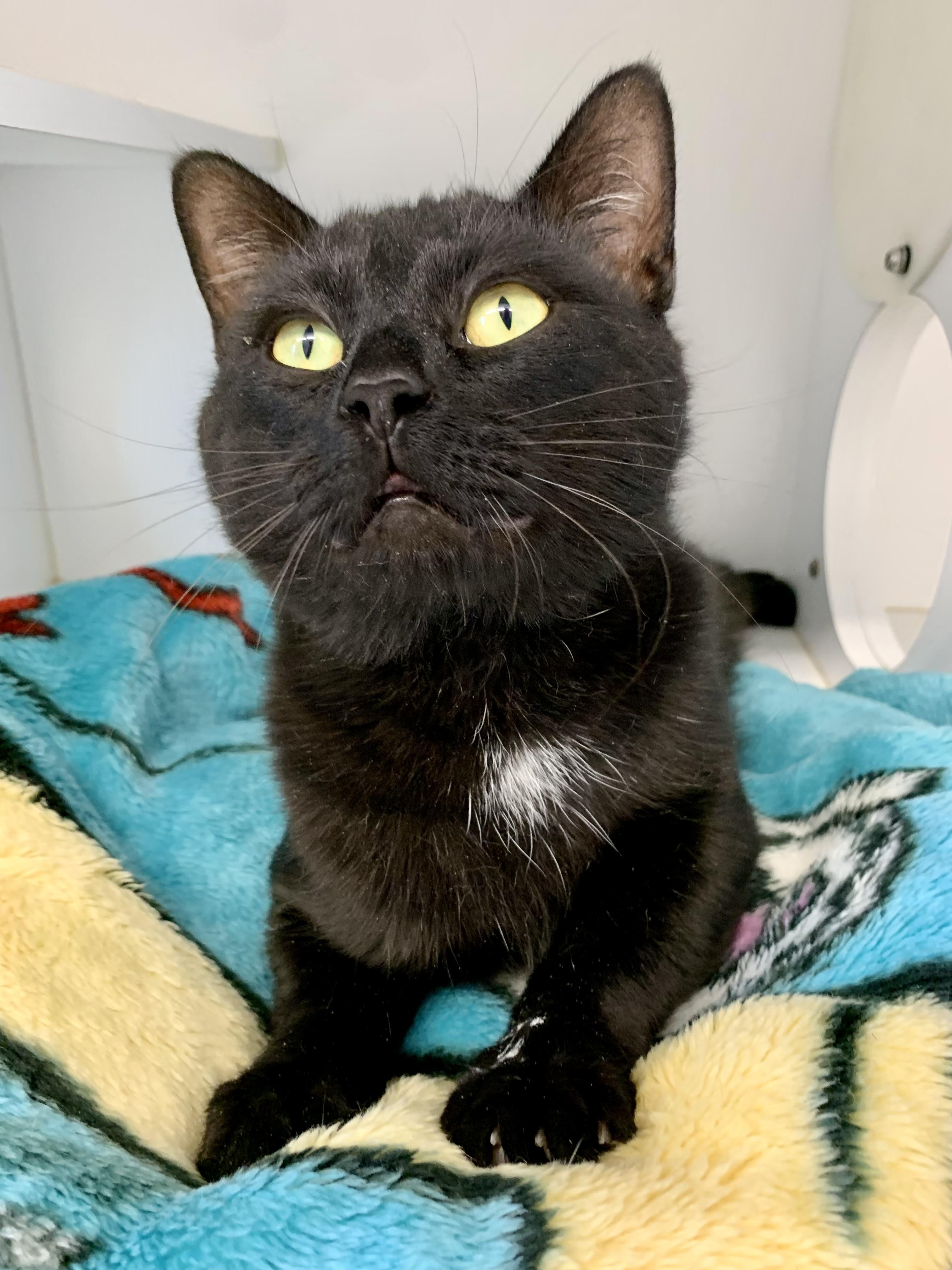 Queso, a Adoptable mixed breed in Bonnyville, AB image 2/2