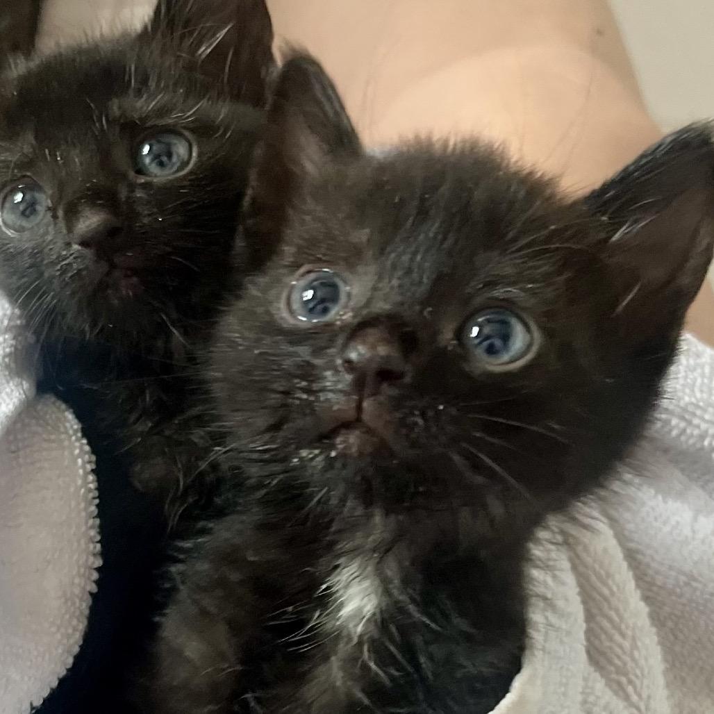 Sprout (Cob BB 2), Adoptable, Kitten Male Domestic Short Hair.