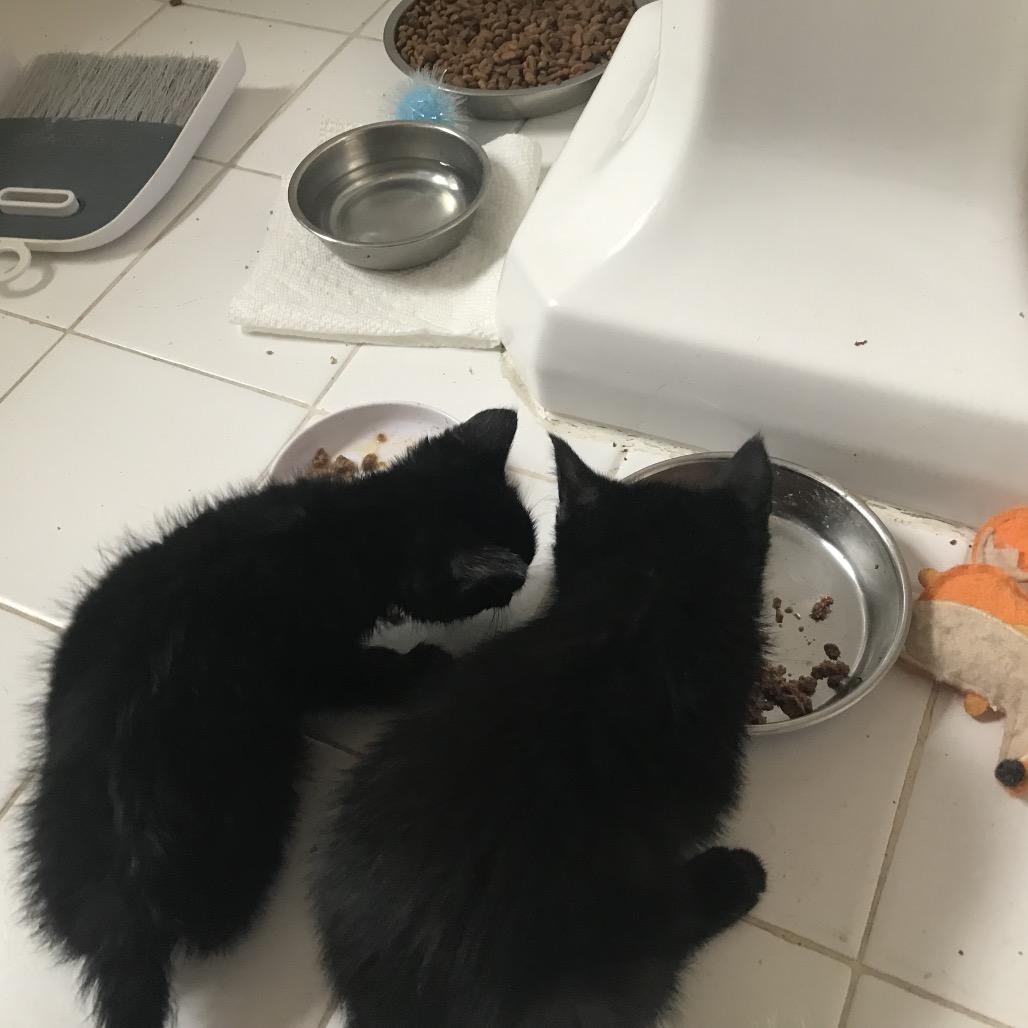 Enlarge Sprout (Cob BB 2), a Adoptable Domestic Short Hair in Westport, CT image 2/2