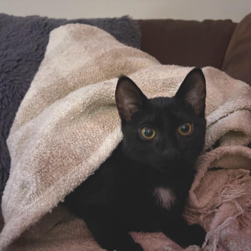 Enlarge Jasper - fka Sprout (Cob BB 2), a Adoptable Domestic Short Hair in Westport, CT image 3/3