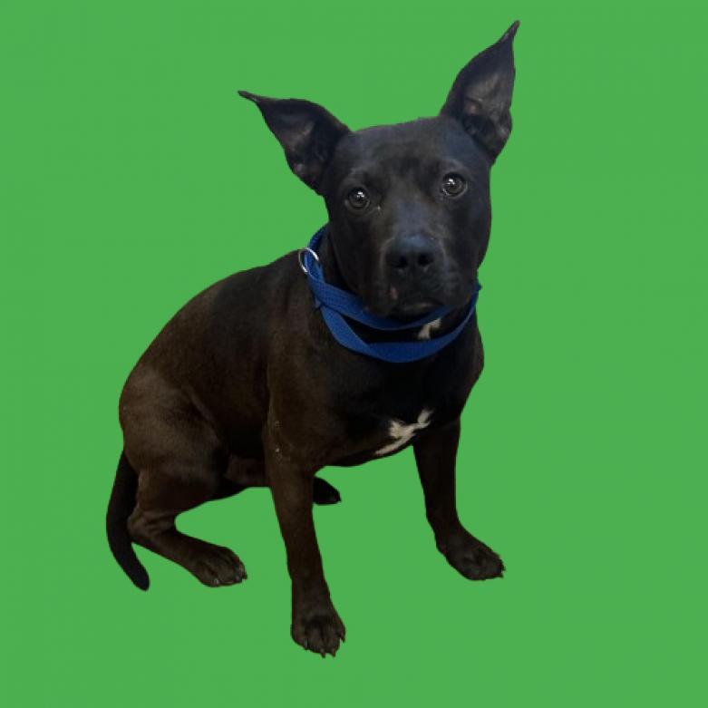 Captain, Adoptable, Adult Male Pit Bull Terrier & Mixed Breed.