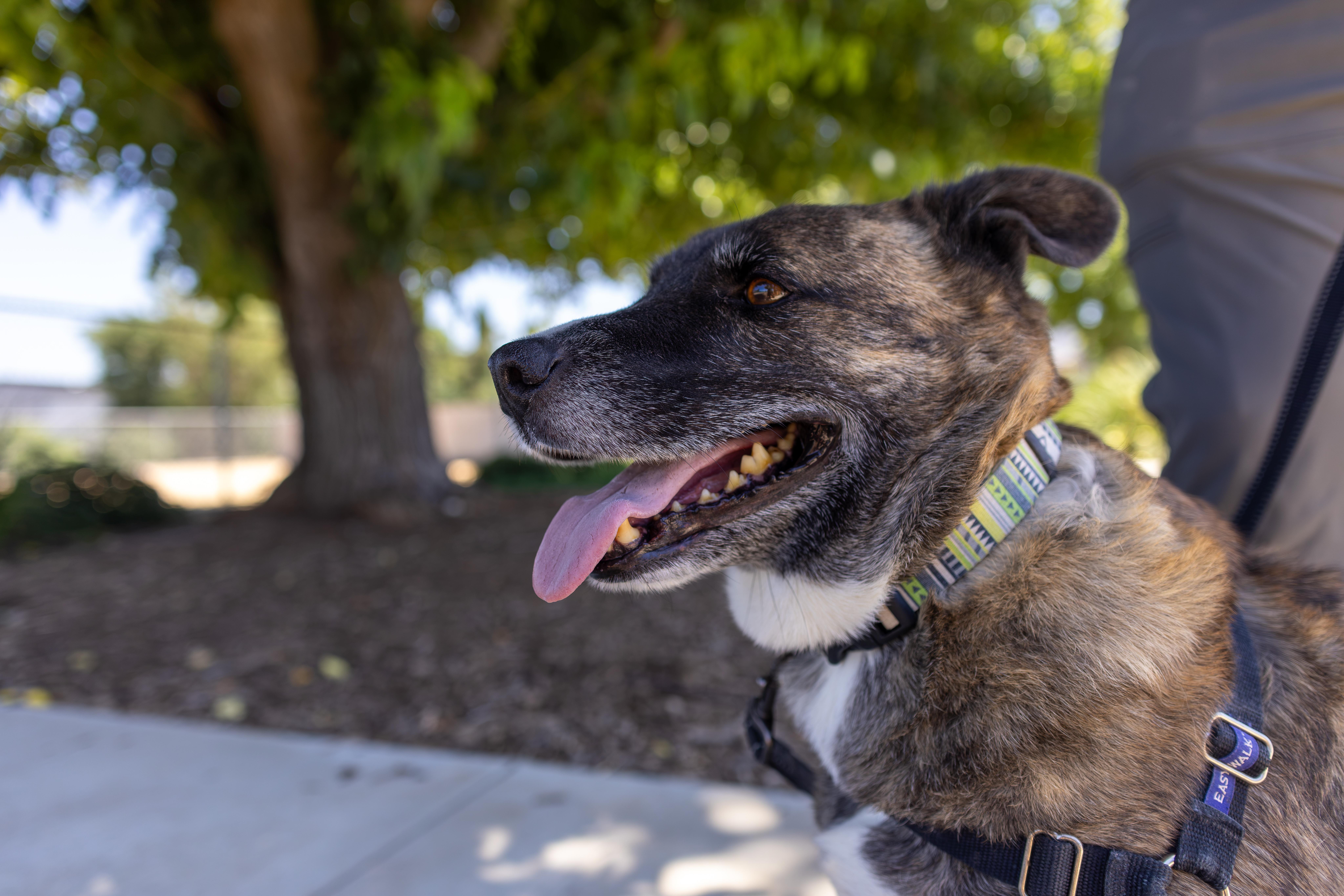 Enlarge Alexio - Adoption fee fully sponsored by Renate Hogan, a Adoptable mixed breed in Chico, CA image 2/6