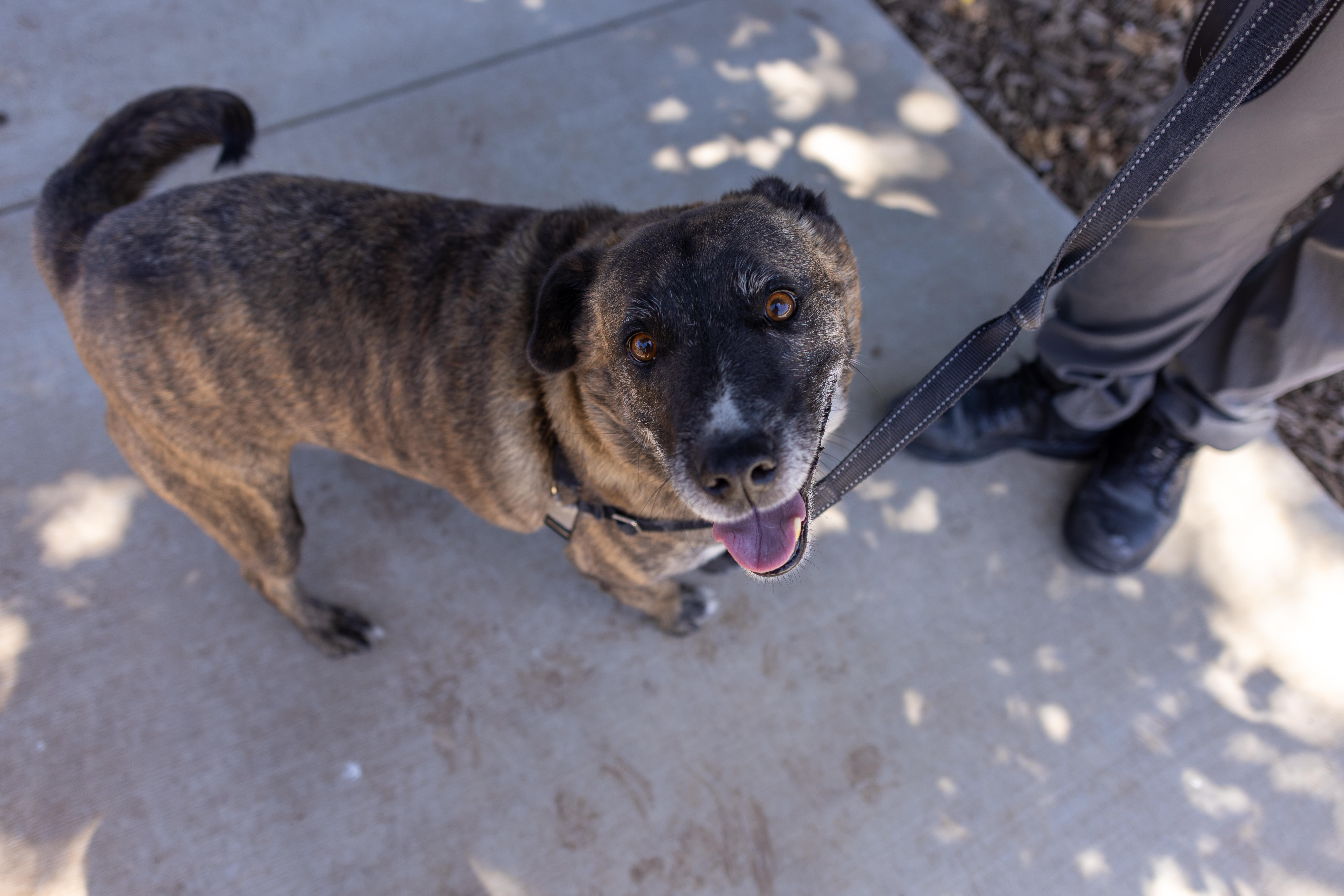 Enlarge Alexio - Adoption fee fully sponsored by Renate Hogan, a Adoptable mixed breed in Chico, CA image 3/6