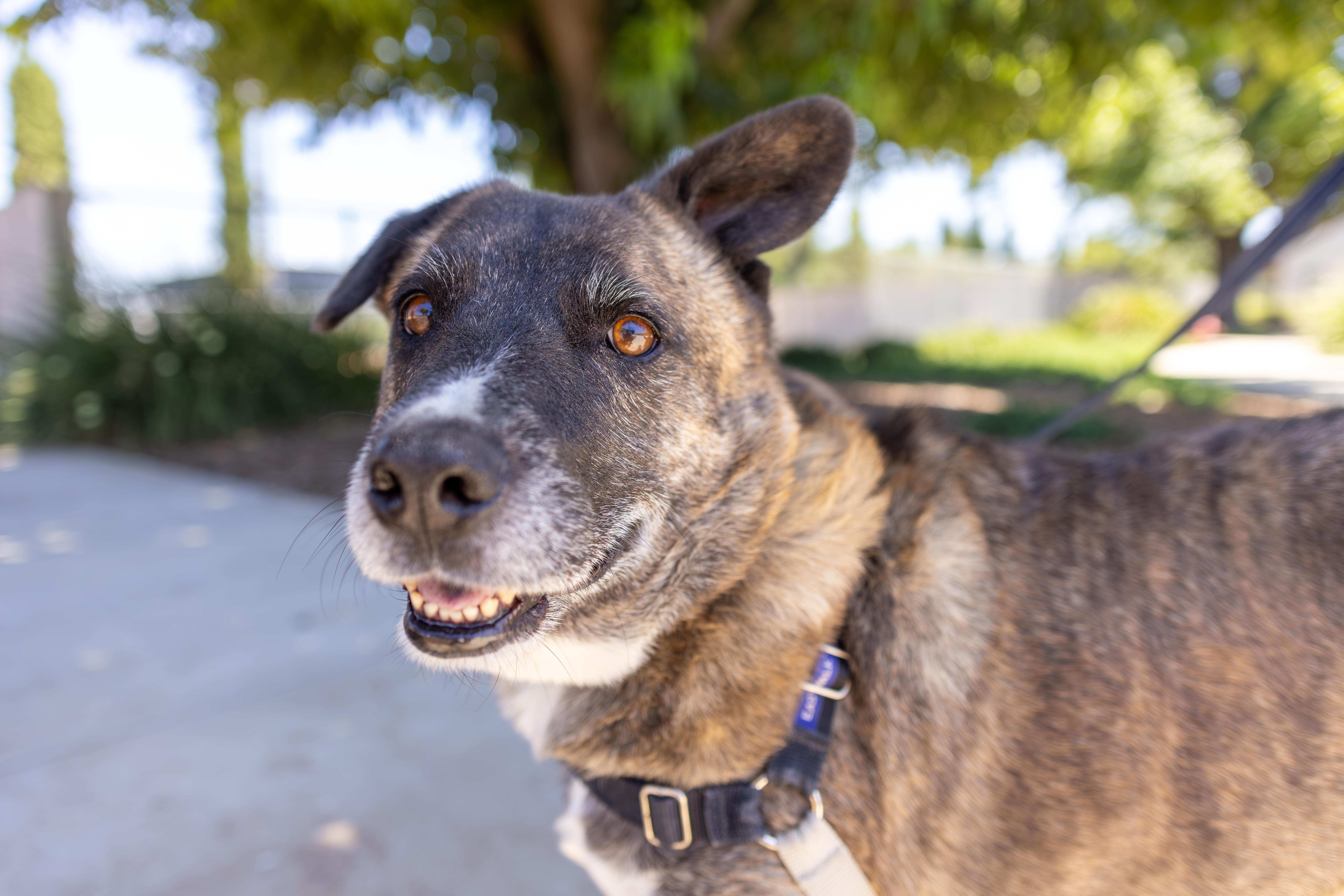 Enlarge Alexio - Adoption fee fully sponsored by Renate Hogan, a Adoptable mixed breed in Chico, CA image 4/6