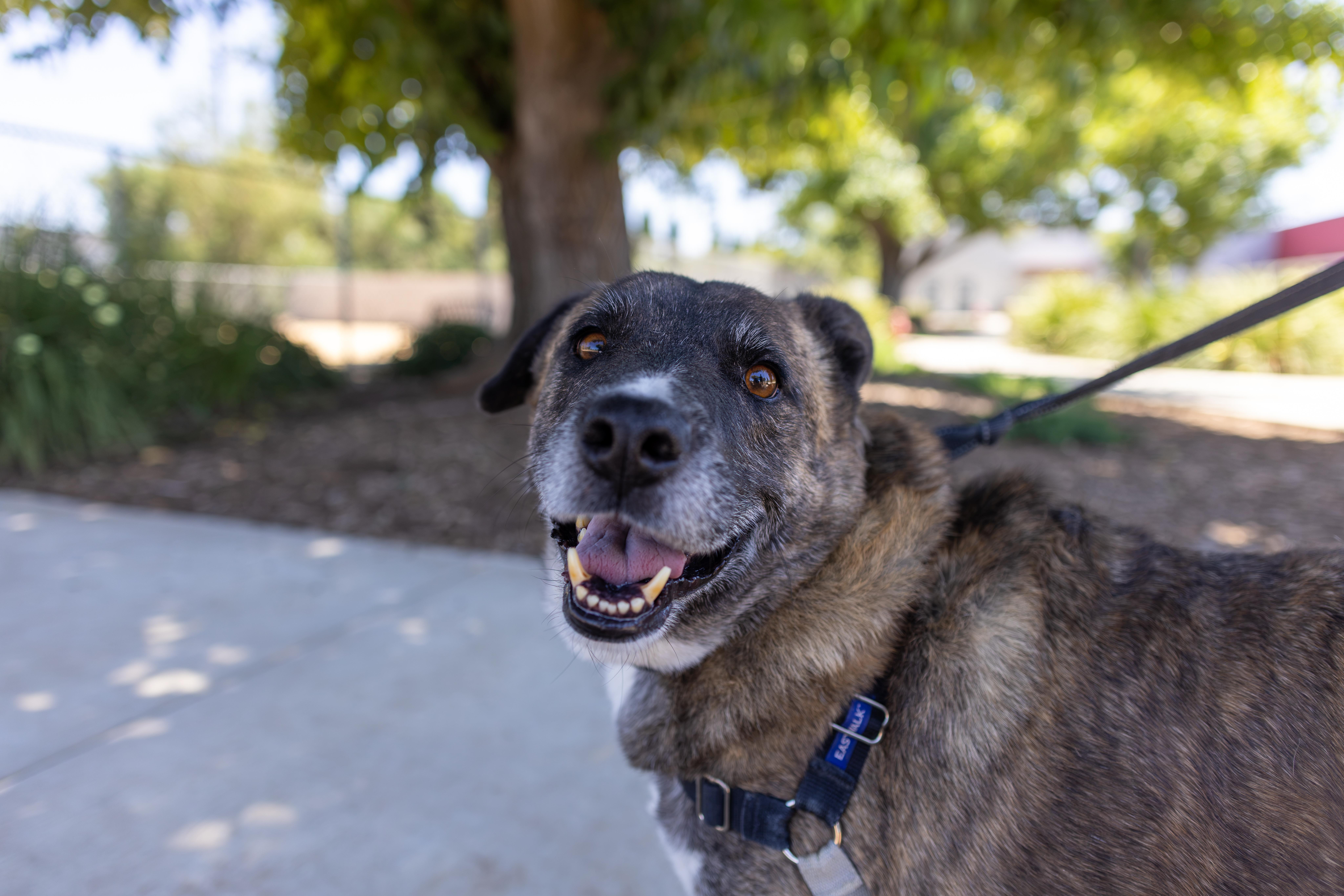 Enlarge Alexio - Adoption fee fully sponsored by Renate Hogan, a Adoptable mixed breed in Chico, CA image 5/6