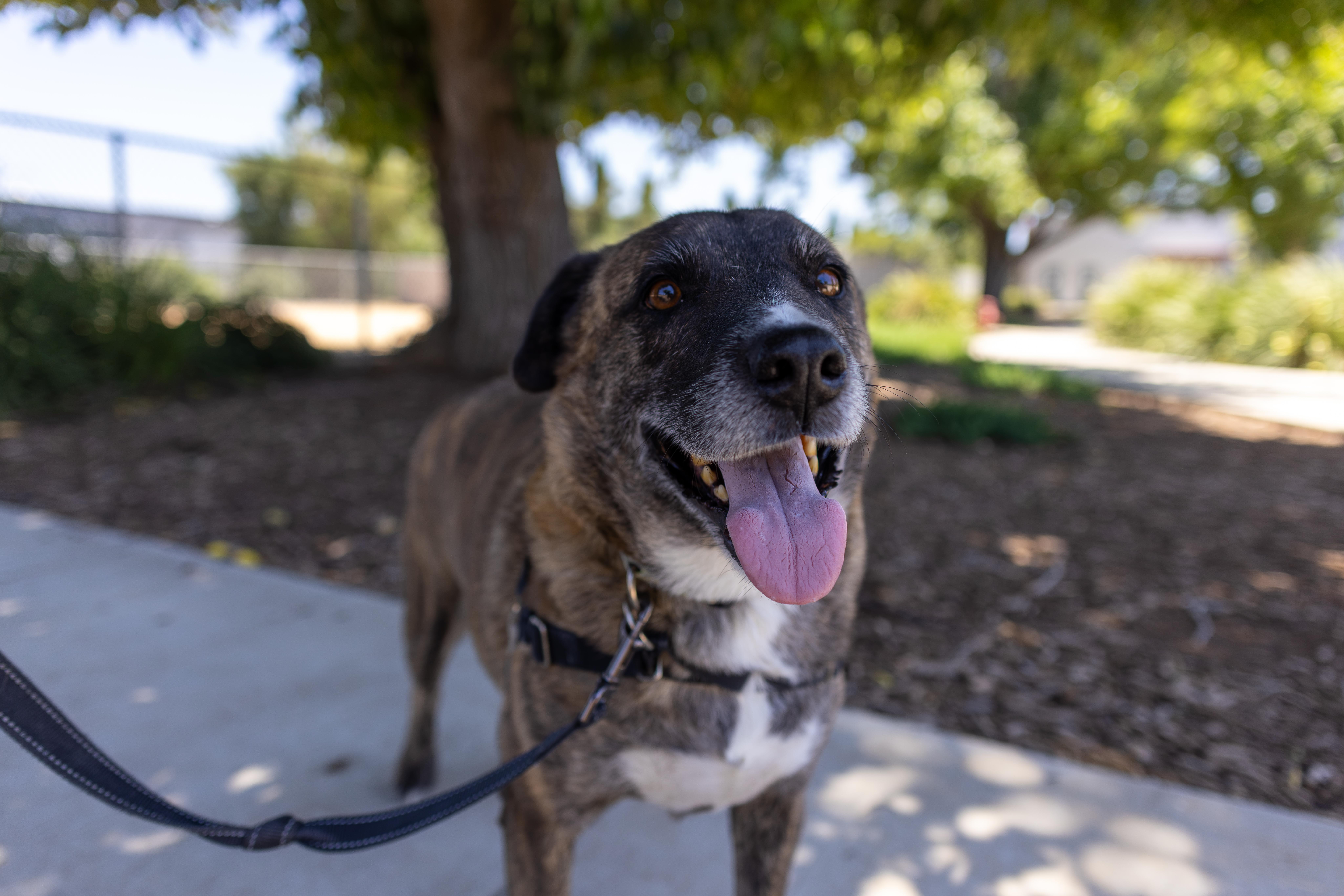 Enlarge Alexio - Adoption fee fully sponsored by Renate Hogan, a Adoptable mixed breed in Chico, CA image 6/6