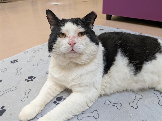 ROCKET, Adoptable, Adult Male Domestic Short Hair.