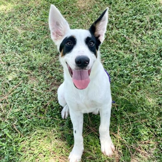 Huck, Adoptable, Puppy Male Australian Cattle Dog / Blue Heeler & Mixed Breed.