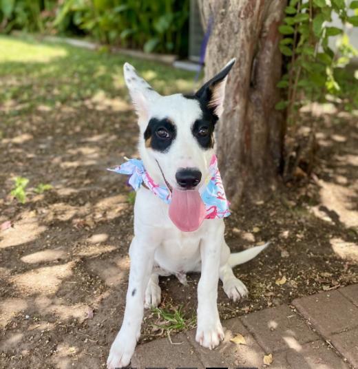 Huck, a Adoptable mixed breed in Boston, MA image 2/6