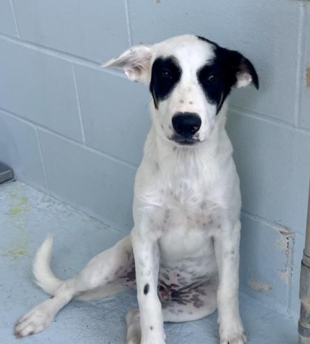 Huck, a Adoptable mixed breed in Boston, MA image 5/6