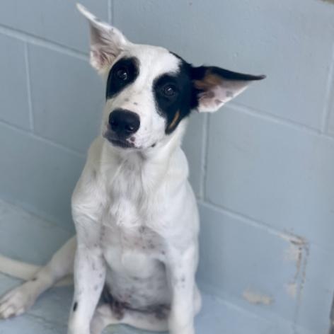 Huck, a Adoptable mixed breed in Boston, MA image 4/6