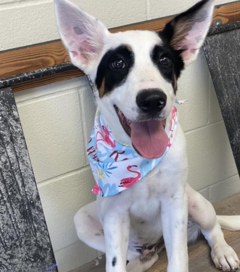 Huck, a Adoptable mixed breed in Boston, MA image 3/6