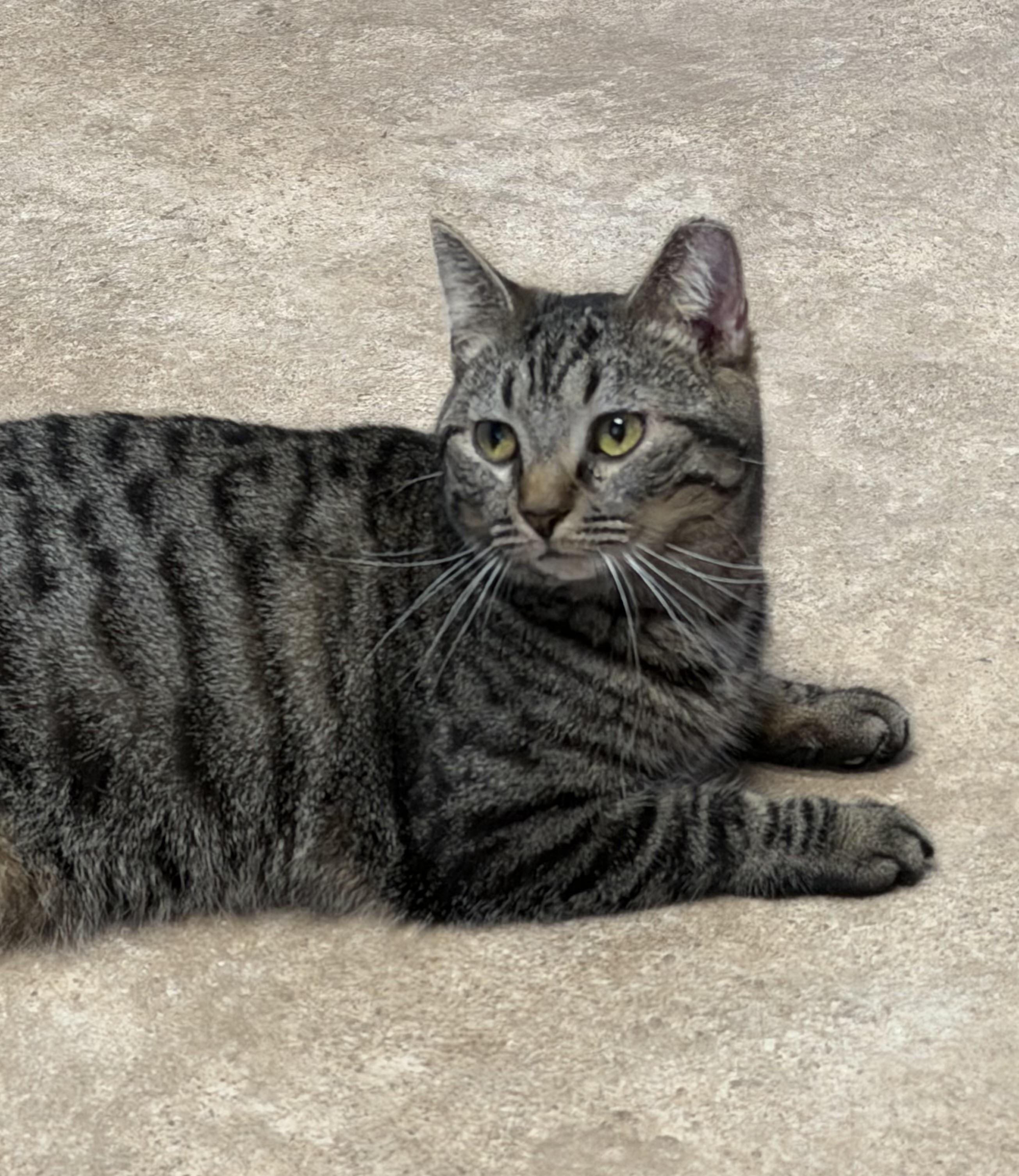 Mabel, a Adoptable Domestic Short Hair in Maineville, OH image 4/4