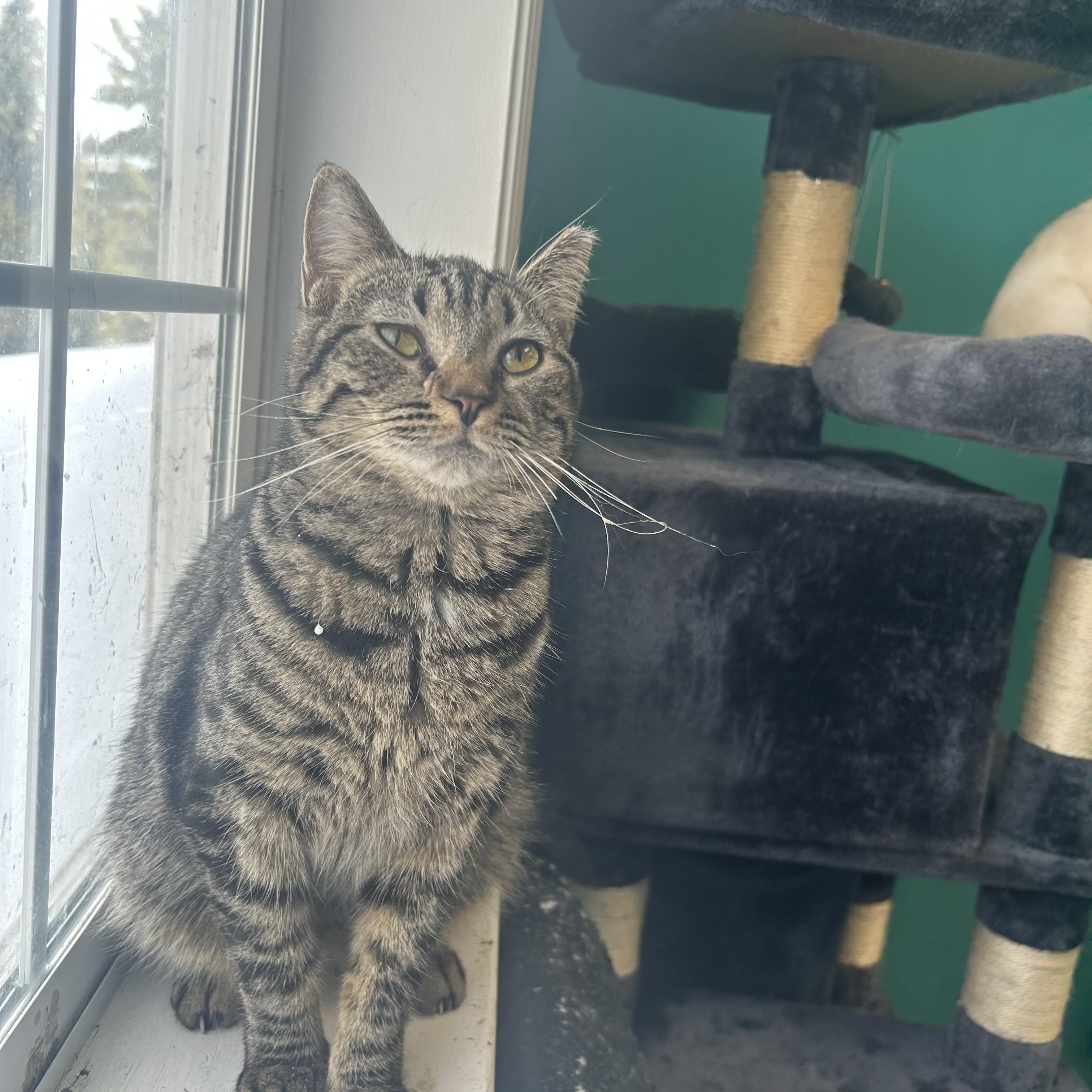 Mabel, Adoptable, Young Female Domestic Short Hair.