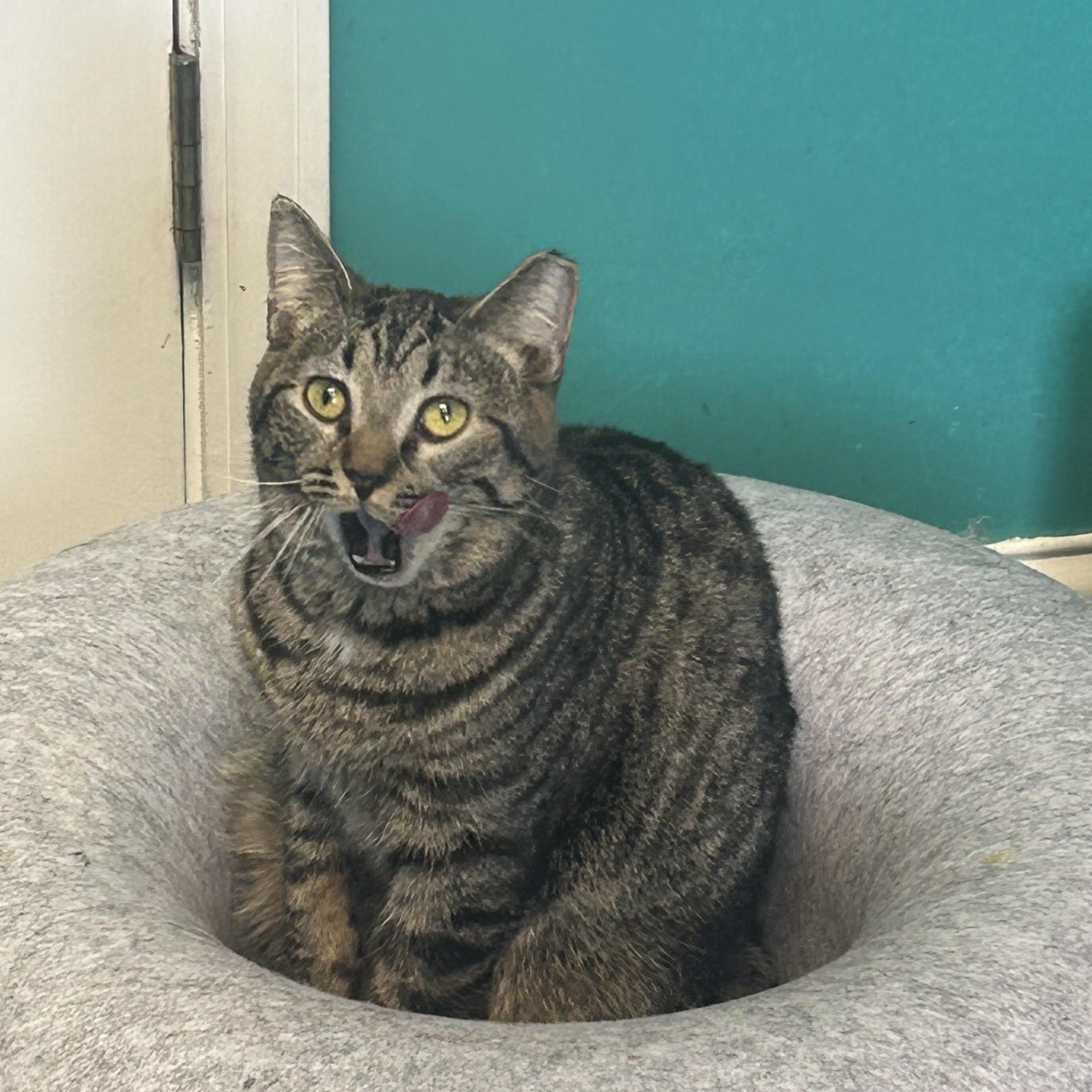 Enlarge Mabel, a Adoptable Domestic Short Hair in Maineville, OH image 1/3