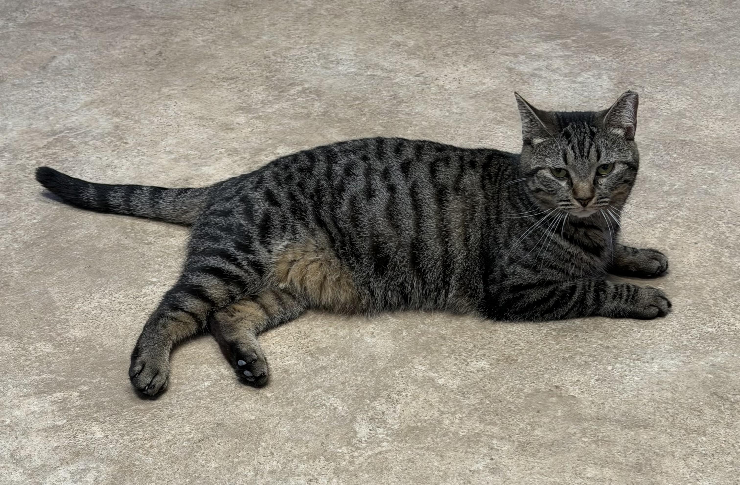 Mabel, a Adoptable Domestic Short Hair in Maineville, OH image 3/4