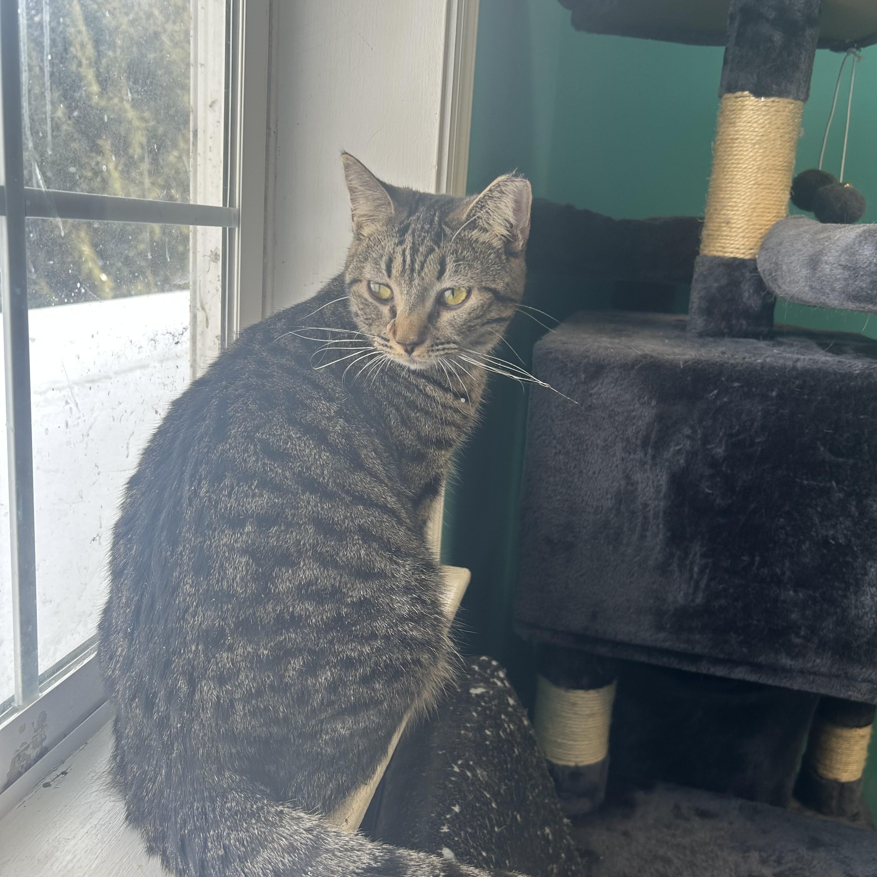 Enlarge Mabel, a Adoptable Domestic Short Hair in Maineville, OH image 3/3