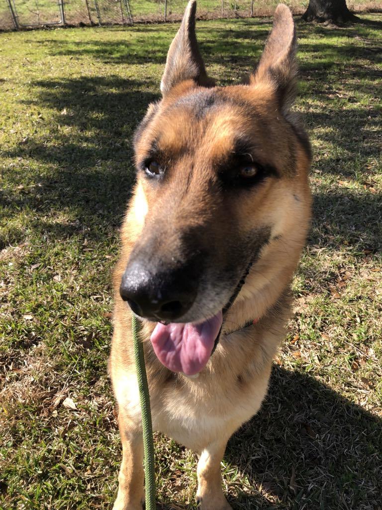 Buck, a Adoptable German Shepherd Dog in South Boston, MA image 3/6