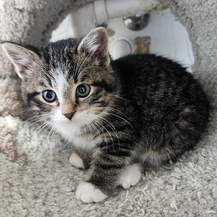 Limerick, ADOPTABLE, Kitten Female Domestic Medium Hair.