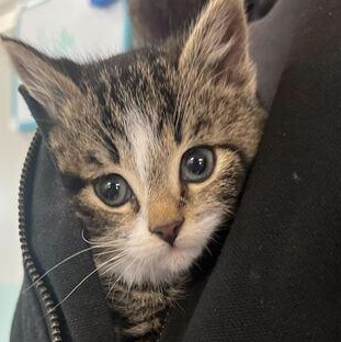 Enlarge Limerick, a ADOPTABLE Domestic Medium Hair in Driggs, ID image 2/4