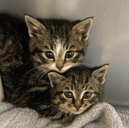 Enlarge Limerick, a ADOPTABLE Domestic Medium Hair in Driggs, ID image 3/4