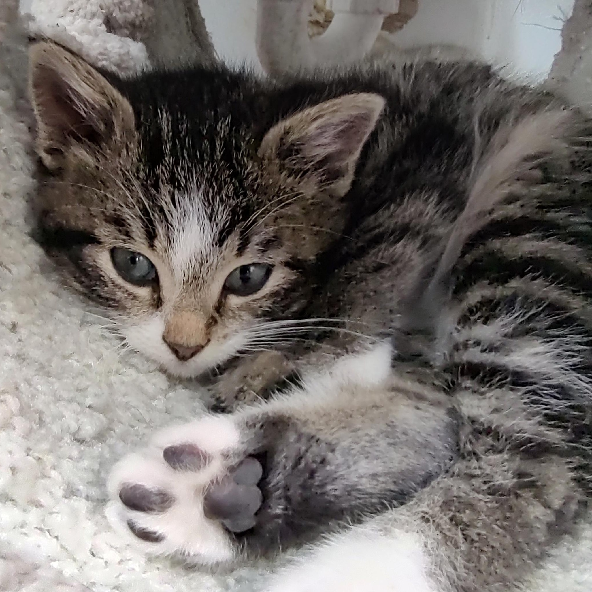 Enlarge Limerick, a ADOPTABLE Domestic Medium Hair in Driggs, ID image 4/4