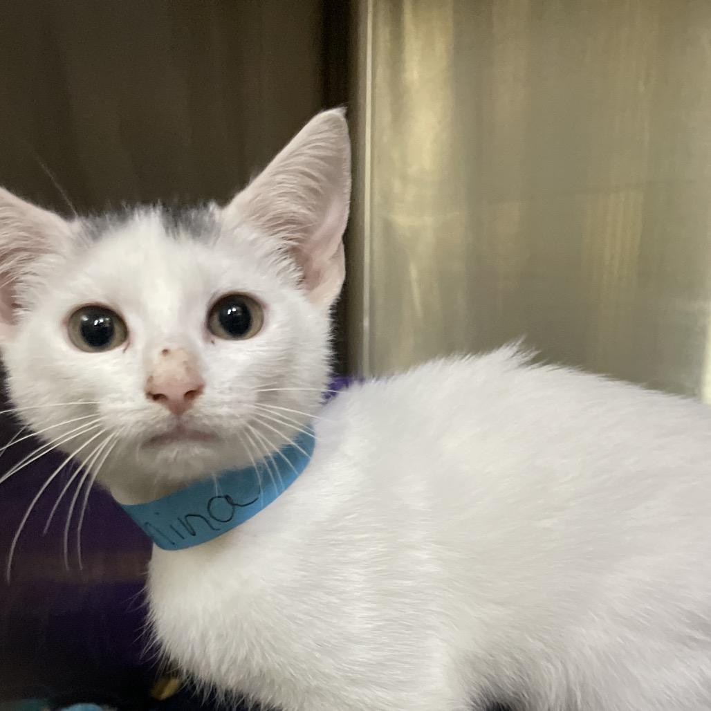 Bergdorf, a Adoptable Domestic Short Hair in Brownsboro, AL image 1/6