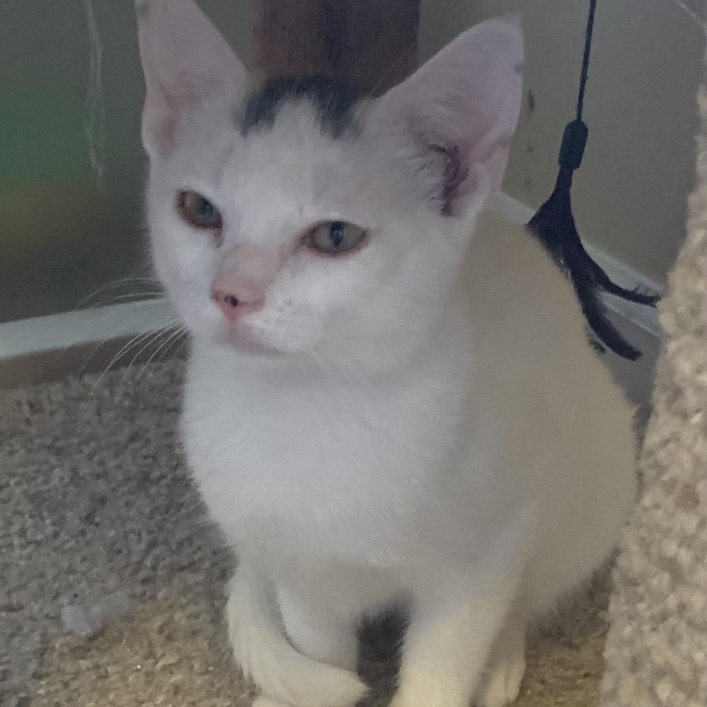 Bergdorf, a Adoptable Domestic Short Hair in Brownsboro, AL image 3/6