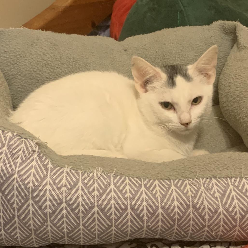 Bergdorf, a Adoptable Domestic Short Hair in Brownsboro, AL image 4/6