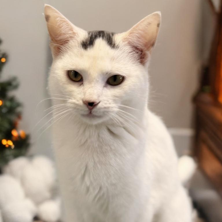 Bergdorf, a Adoptable Domestic Short Hair in Brownsboro, AL image 5/6