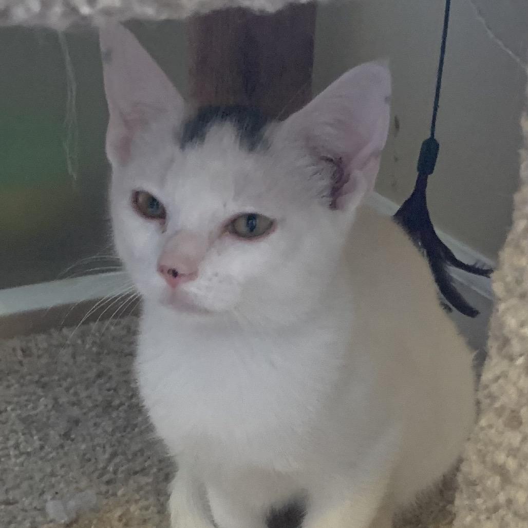 Bergdorf, a Adoptable Domestic Short Hair in Brownsboro, AL image 6/6