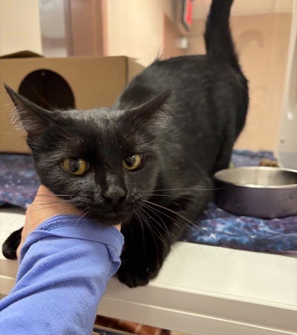 Jeannie, Adoptable, Young Female Domestic Short Hair.