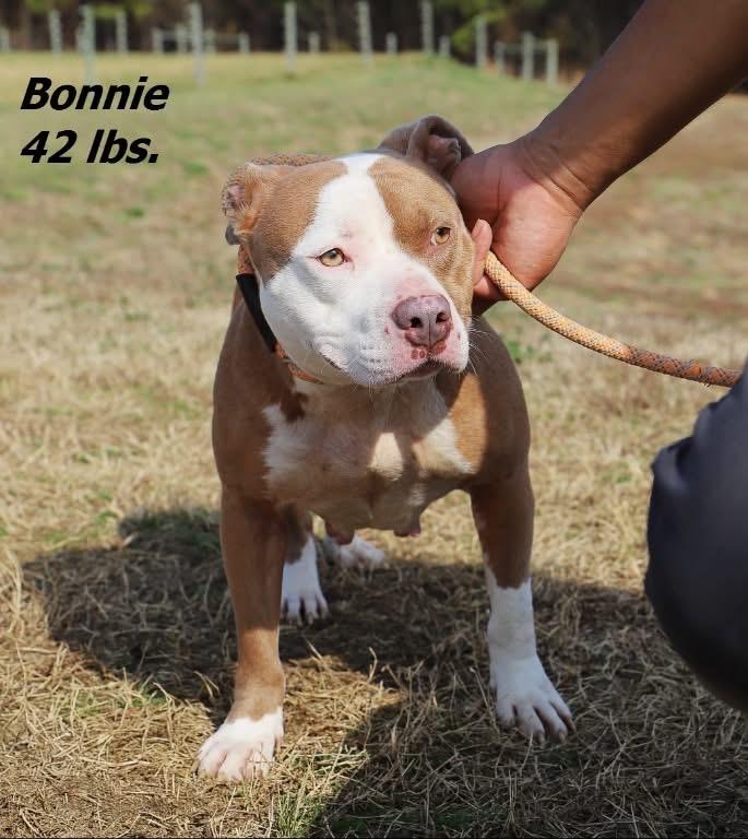 Bonnie, Adoptable, Young Female Mixed Breed.