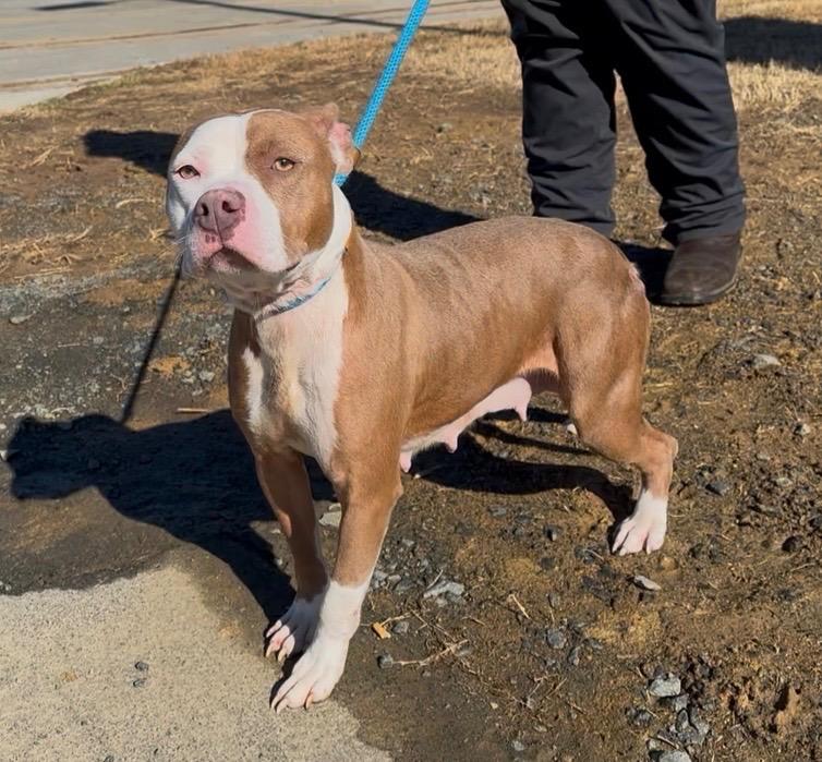 Enlarge Bonnie, a Adoptable mixed breed in Oxford, NC image 3/4