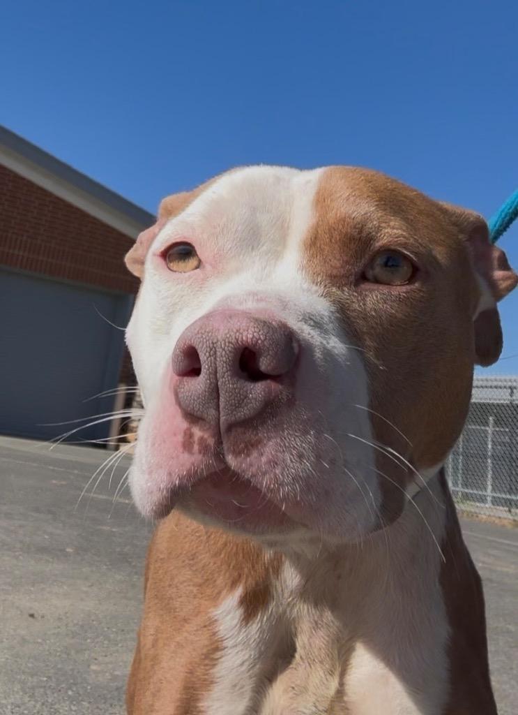 Enlarge Bonnie, a Adoptable mixed breed in Oxford, NC image 4/4