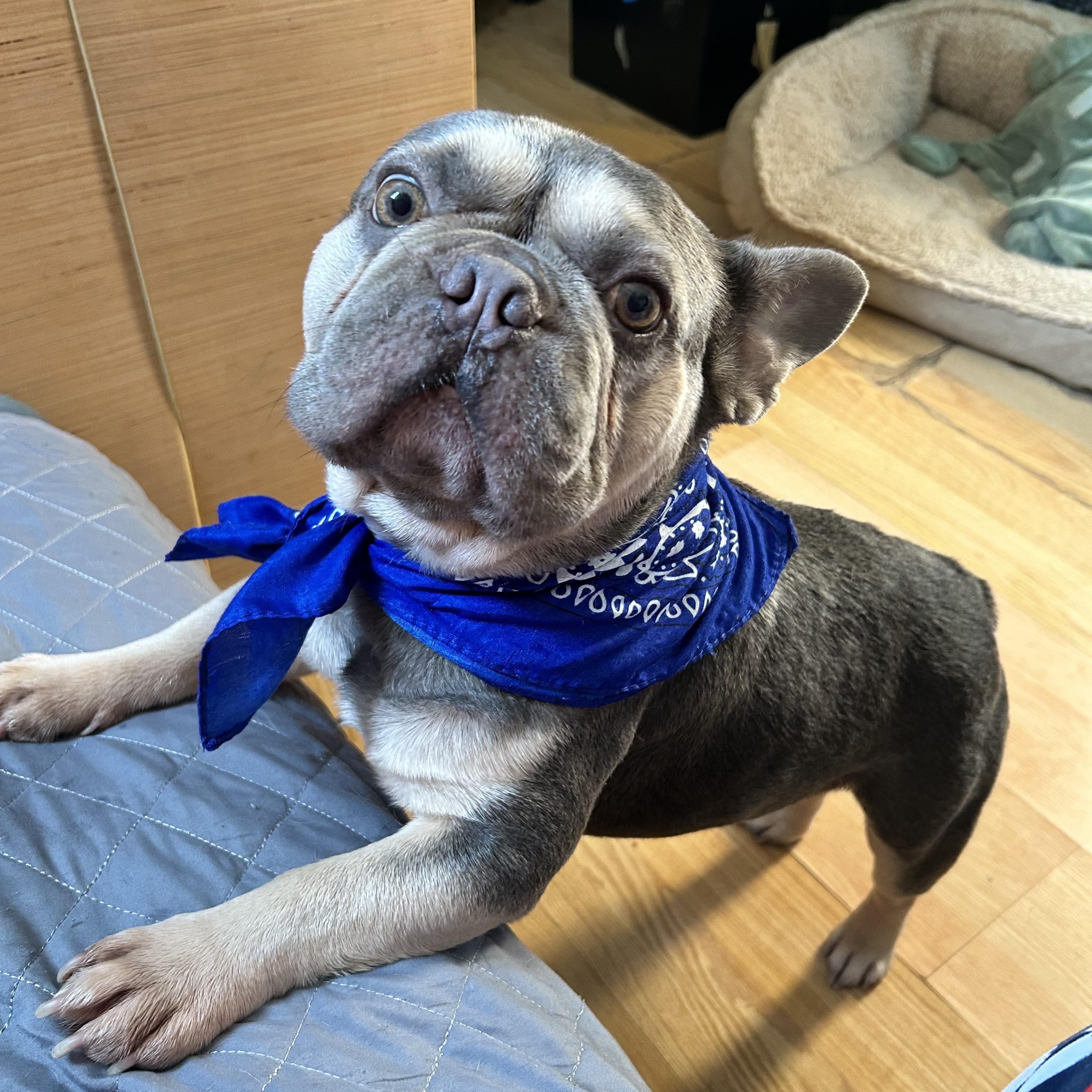 Beau, an adoptable French Bulldog in Baker, LA image 3/5