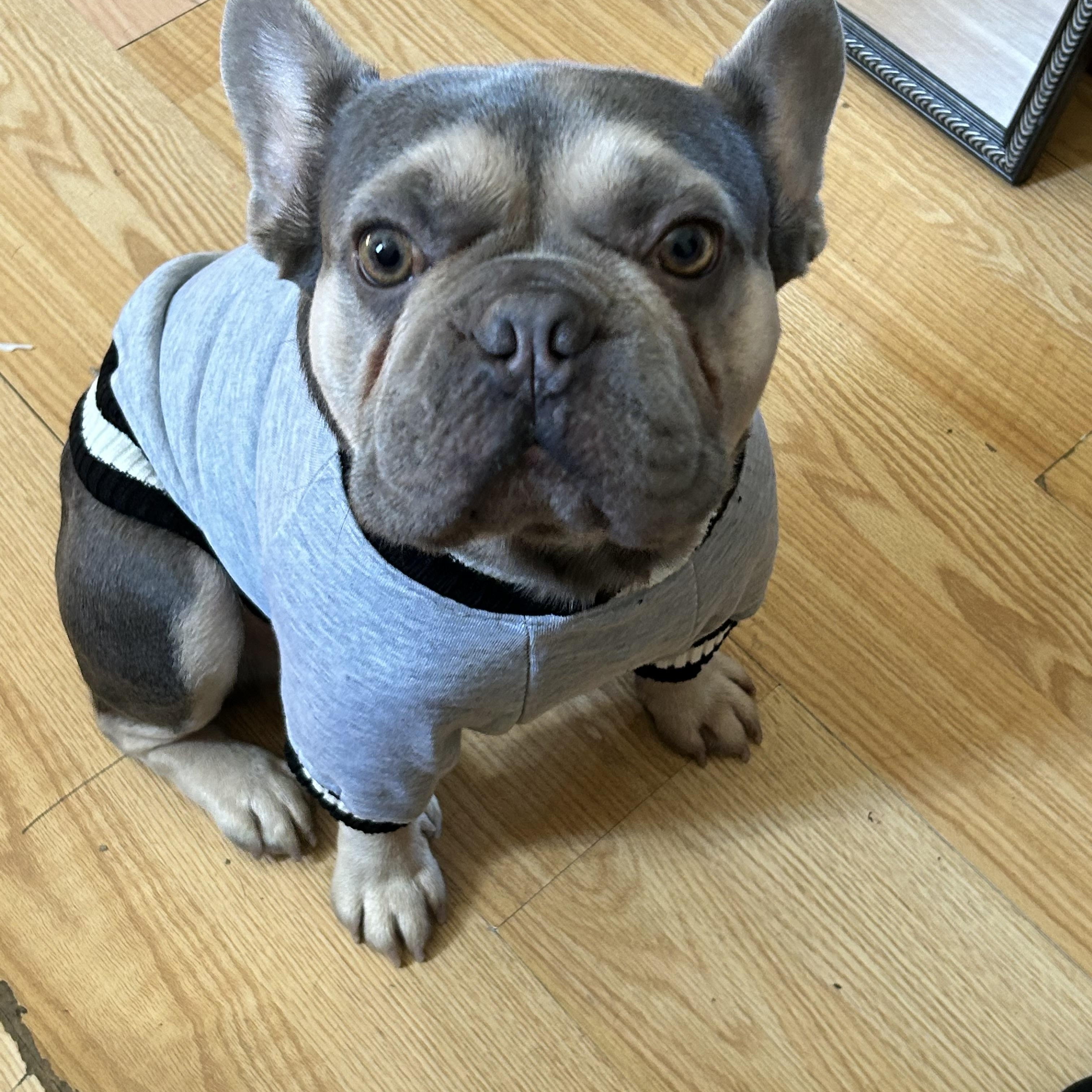 Beau, an adoptable French Bulldog in Baker, LA image 4/5