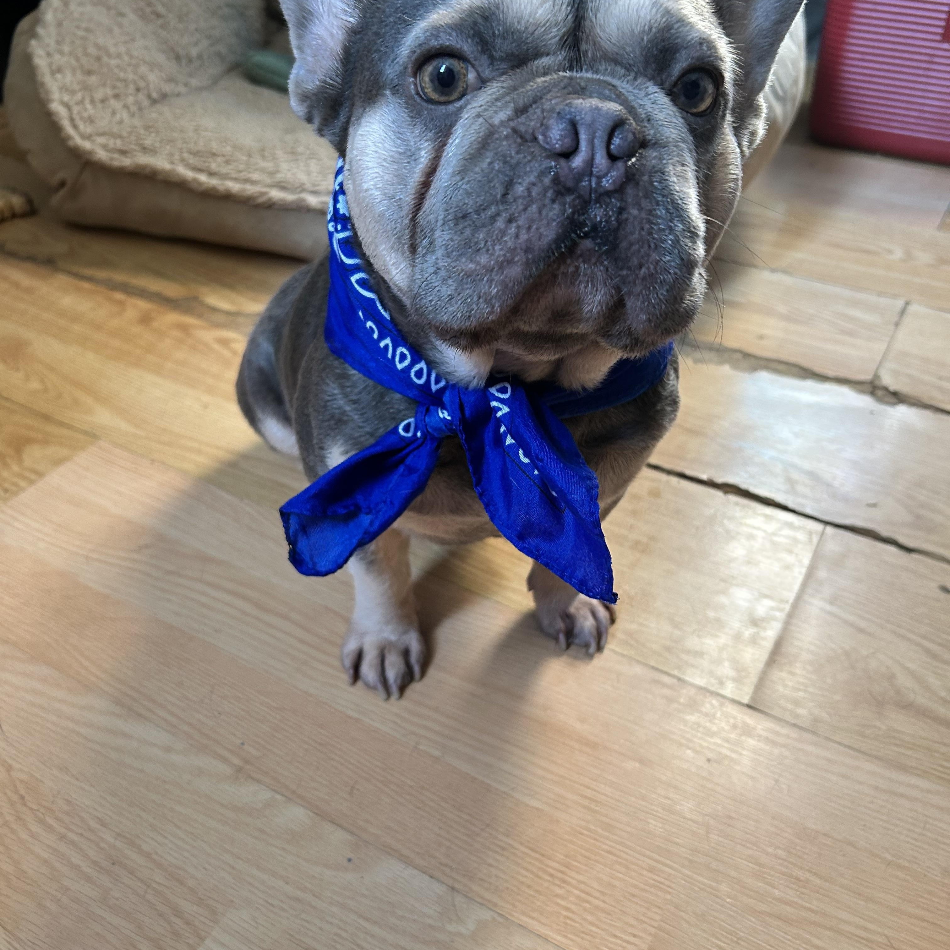 Beau, an adoptable French Bulldog in Baker, LA image 5/5