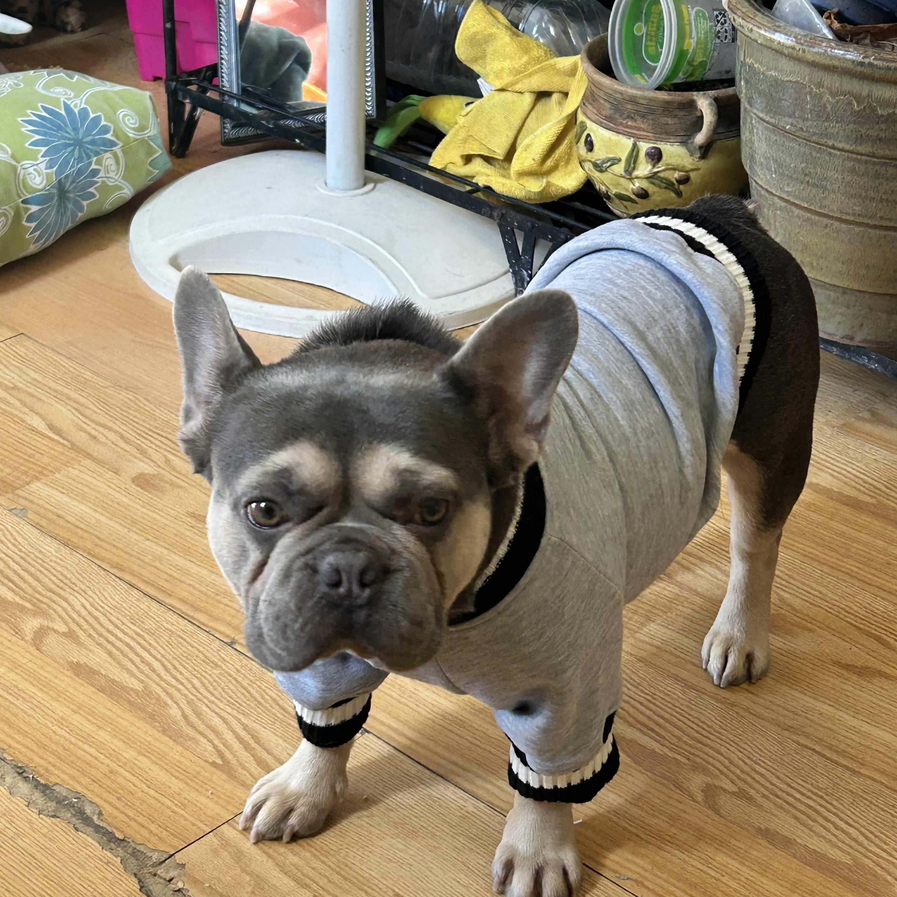 Beau, an adoptable French Bulldog in Baker, LA image 2/5