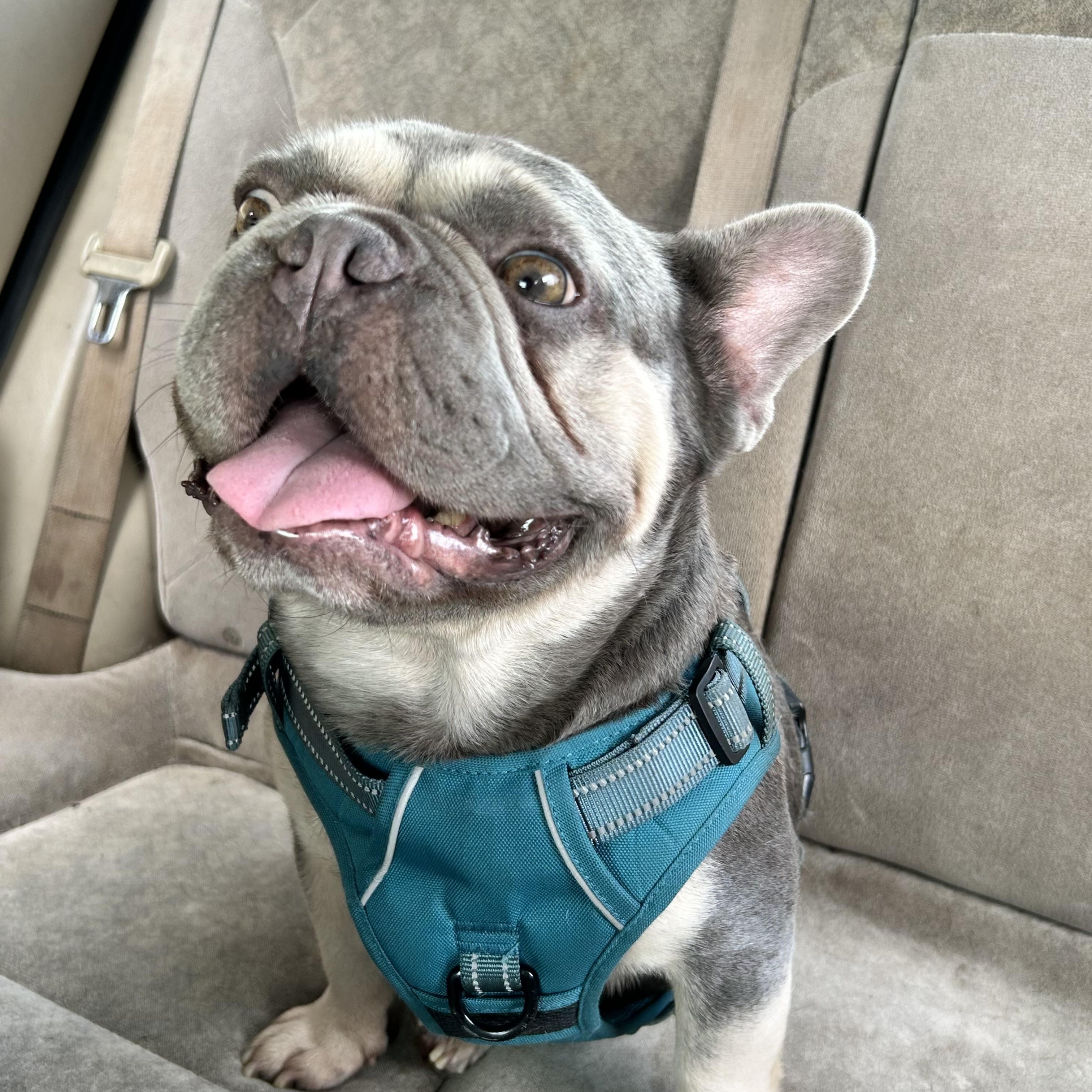 Beau, adoptable, Adult Male French Bulldog.