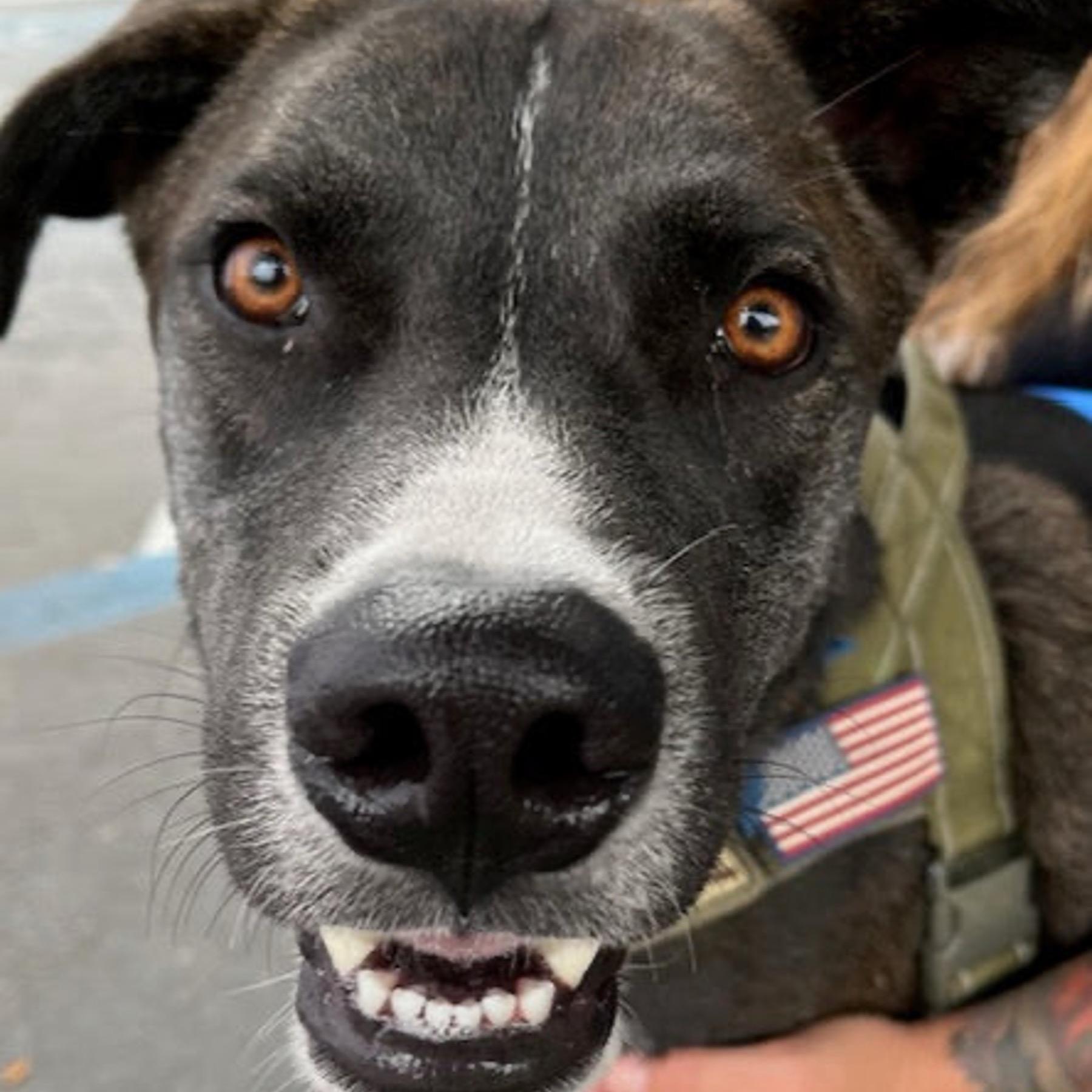 Chesney, a Adoptable mixed breed in Santa Clara, CA image 1/4