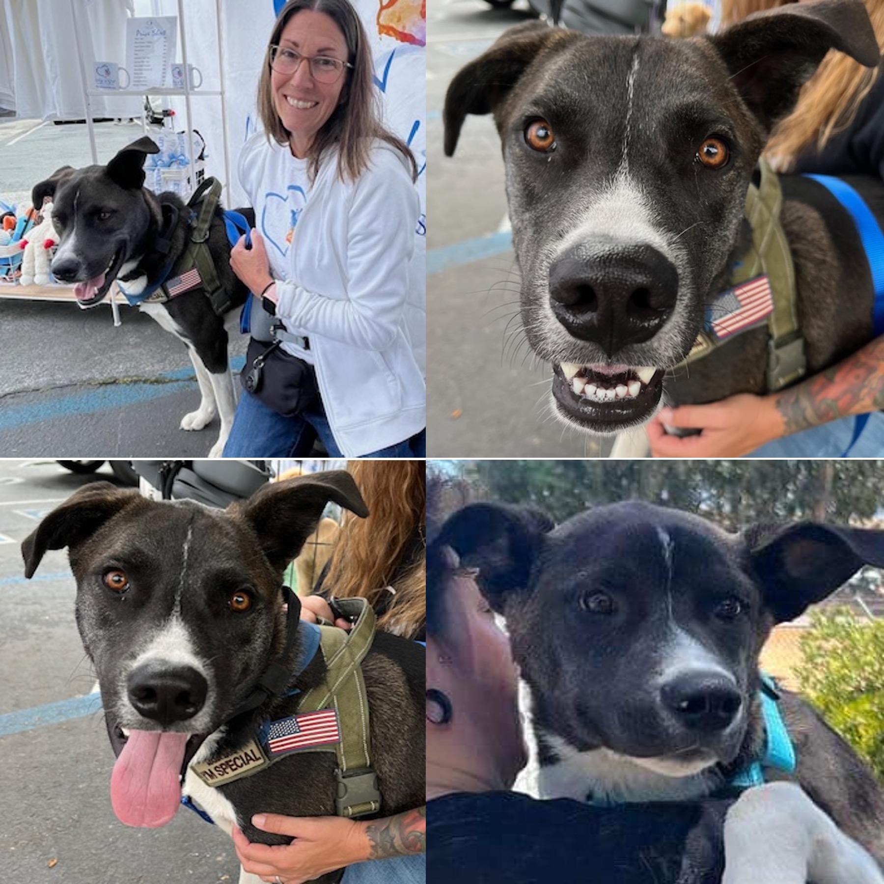 Chesney, a Adoptable mixed breed in Santa Clara, CA image 2/4