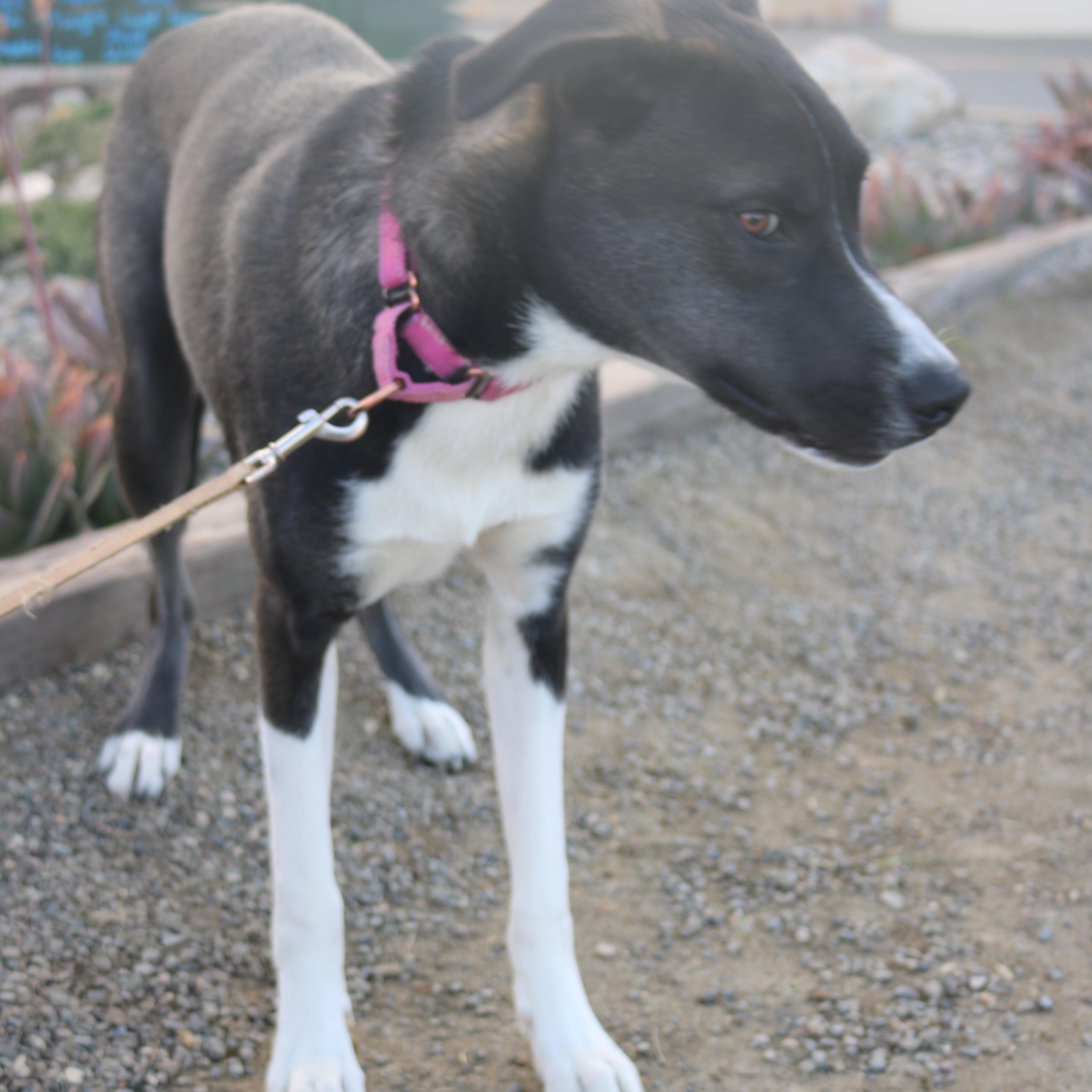 Chesney, a Adoptable mixed breed in Santa Clara, CA image 3/4