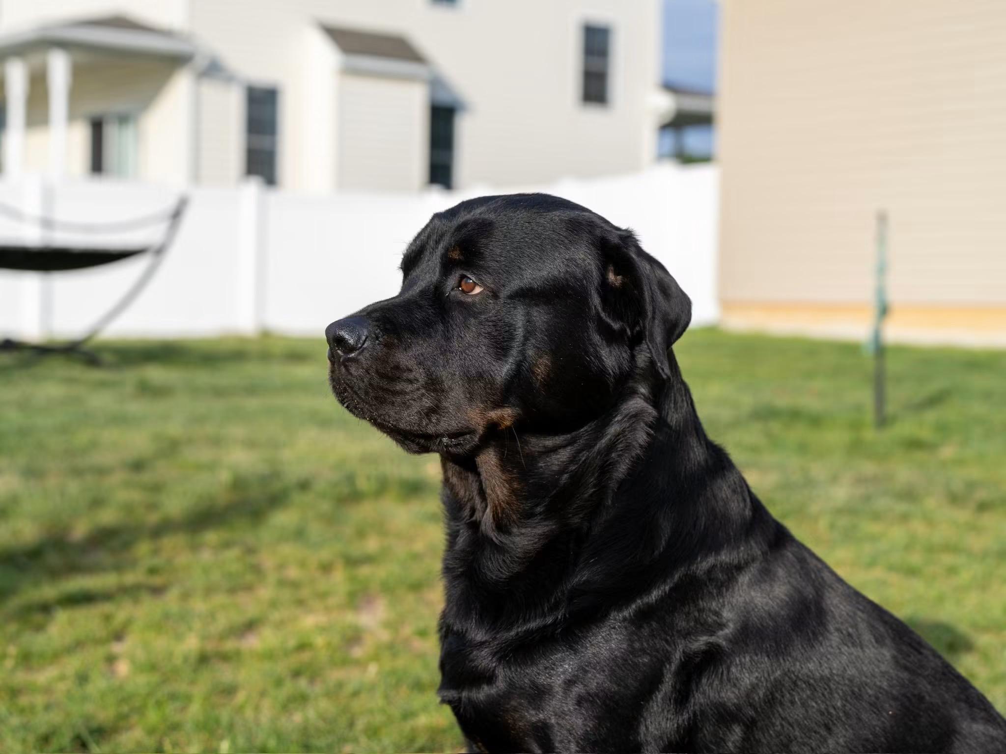 Boss, a ADOPTABLE Rottweiler in Queenstown, MD image 4/6