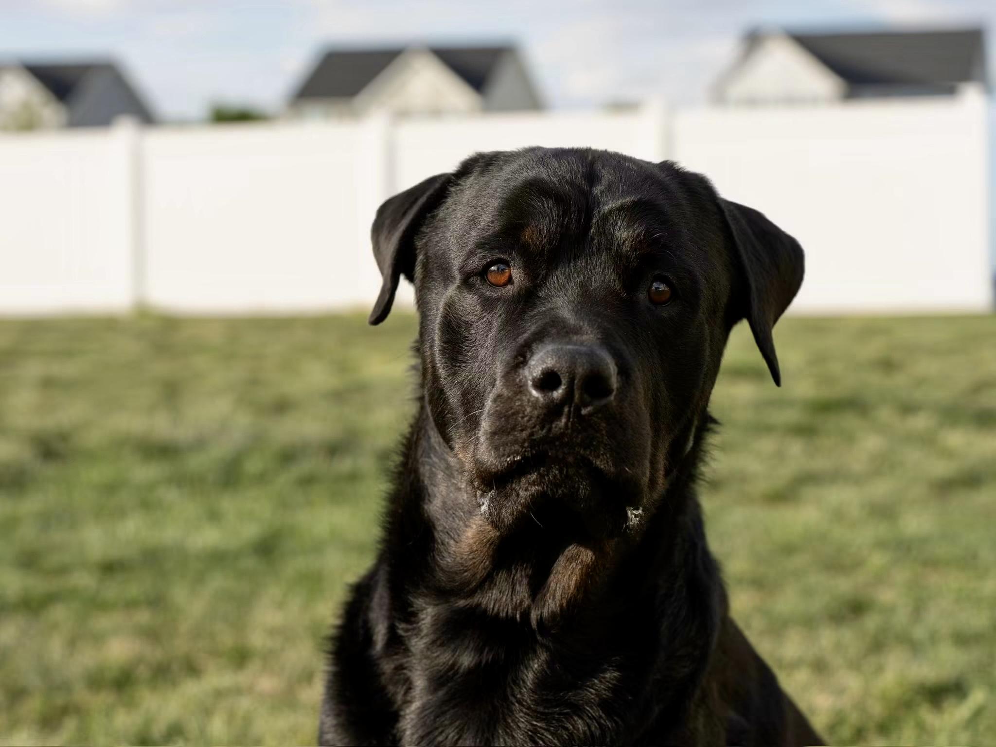 Boss, a ADOPTABLE Rottweiler in Queenstown, MD image 3/6