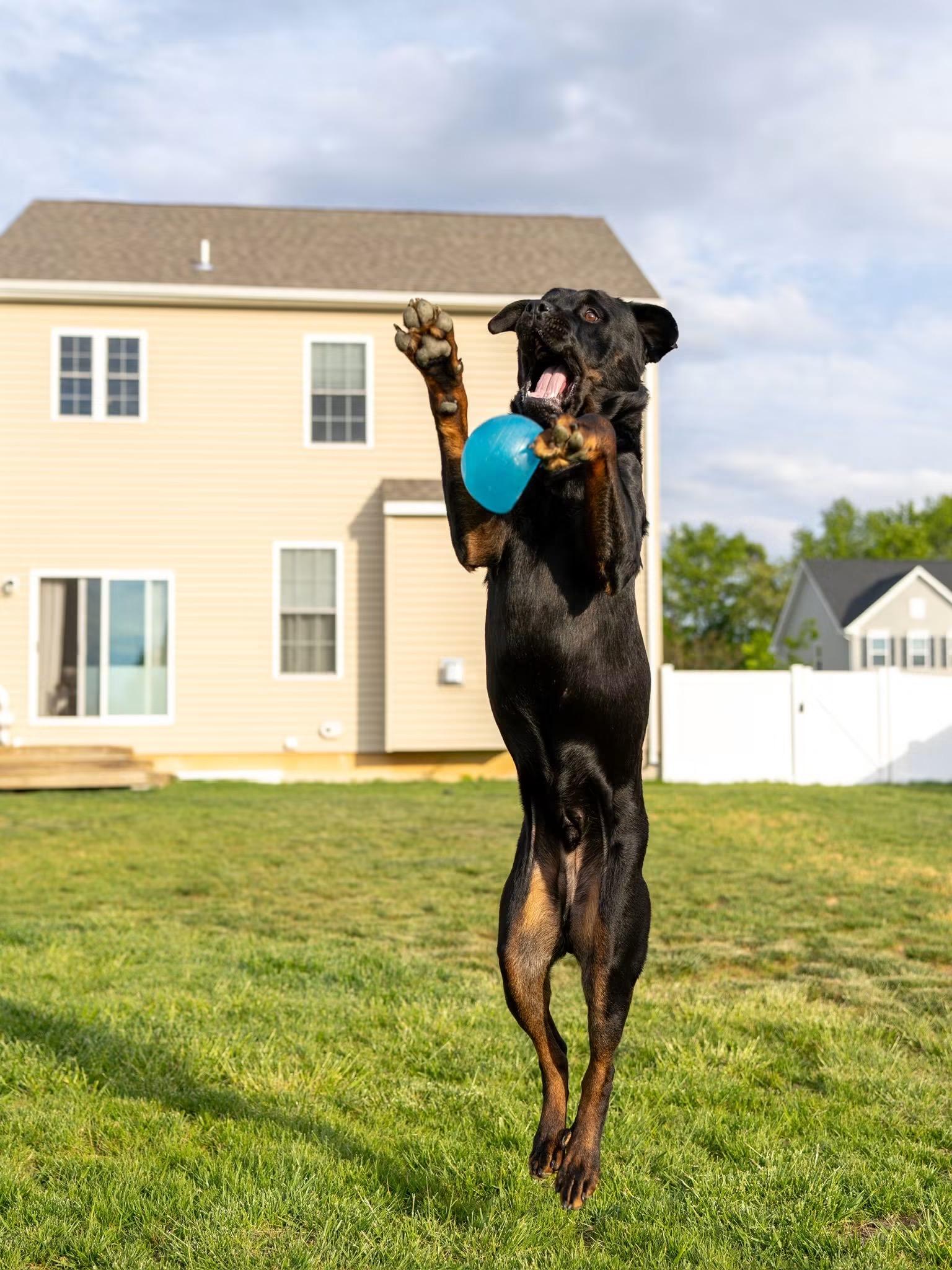 Boss, a ADOPTABLE Rottweiler in Queenstown, MD image 6/6