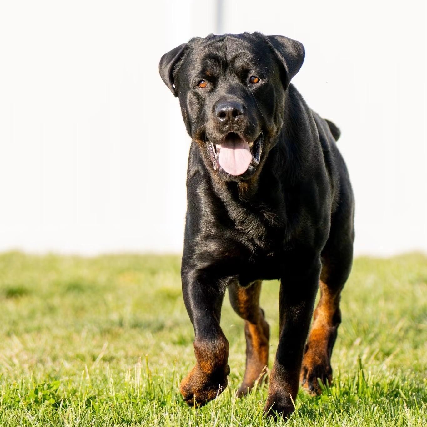 Boss, a ADOPTABLE Rottweiler in Queenstown, MD image 5/6