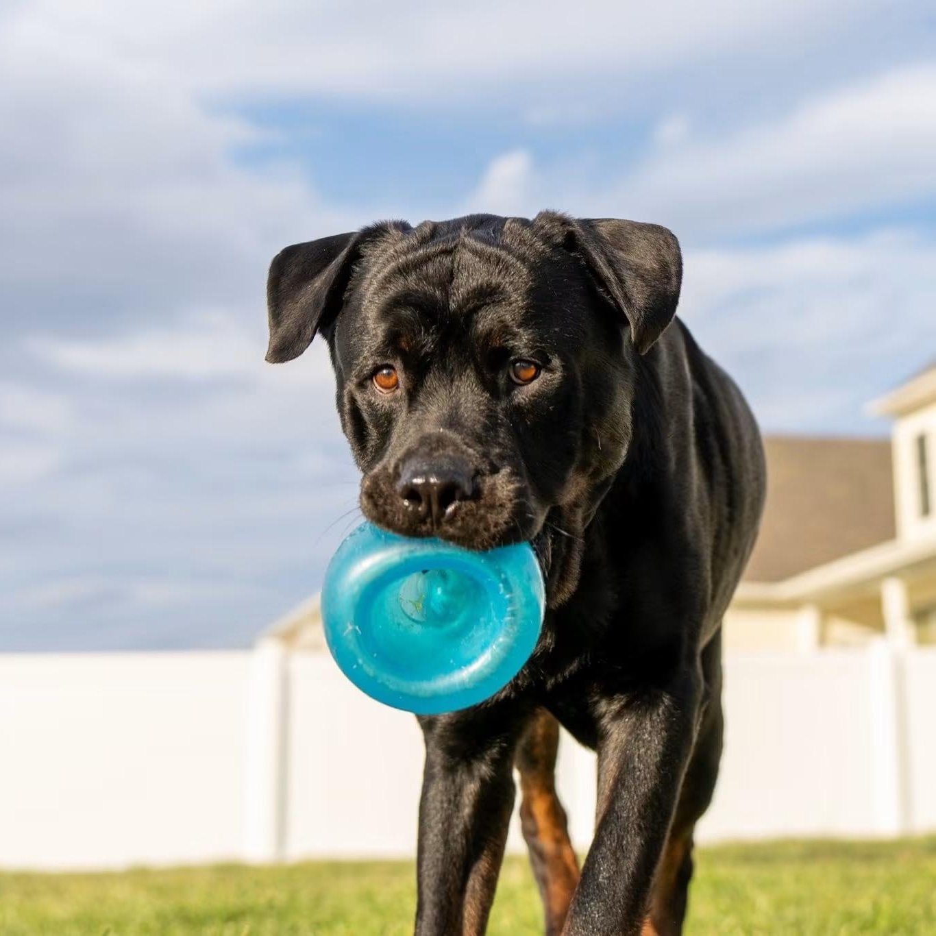 Boss, a ADOPTABLE Rottweiler in Queenstown, MD image 1/6