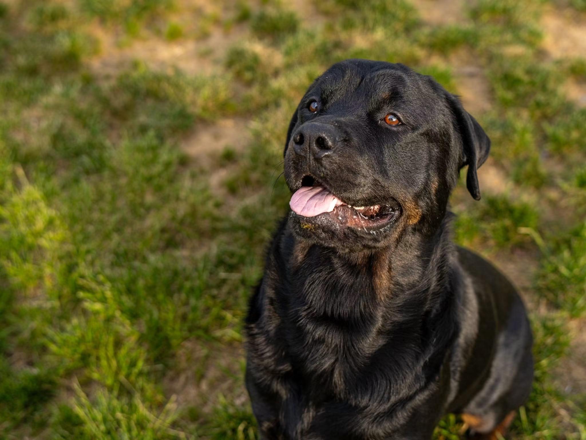 Boss, a ADOPTABLE Rottweiler in Queenstown, MD image 2/6